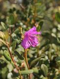 Rhododendron ledebourii