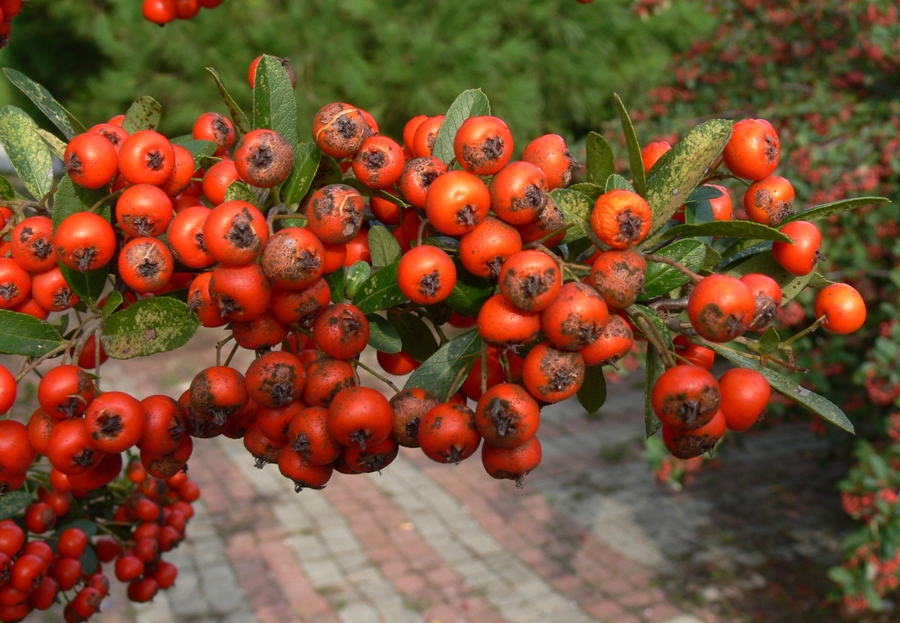 Image of Pyracantha coccinea specimen.