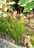 Carex chloroleuca. Плодоносящее растение. Приморский край, Ольгинский р-н, окр. пгт Ольга, южный отрог горы Крестовая, послепожарное порослёво-кустарниковое сообщество с Quercus mongolica и Lespedeza bicolor на крутом южном склоне, возле камня. 10.07.2022.