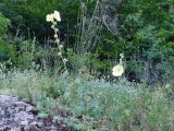 Alcea rugosa