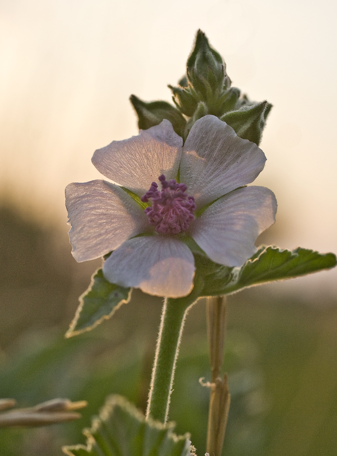 Image of Althaea officinalis specimen.