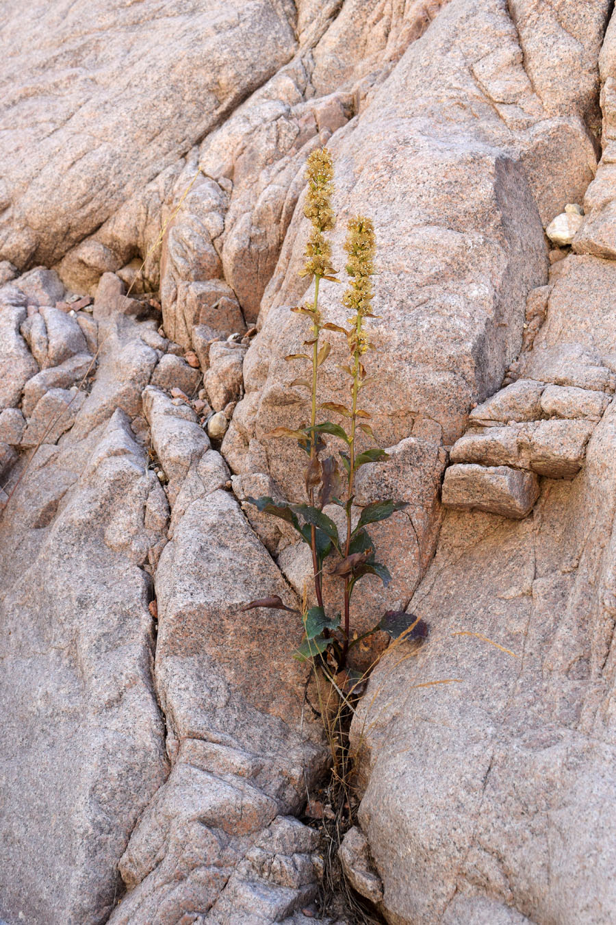 Изображение особи Solidago virgaurea ssp. dahurica.