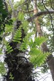 семейство Polypodiaceae. Растение на стволе дерева. Вьетнам, провинция Донгнай, национальный парк \"Cat Tien\". 26.03.2012.