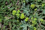 genus Alchemilla