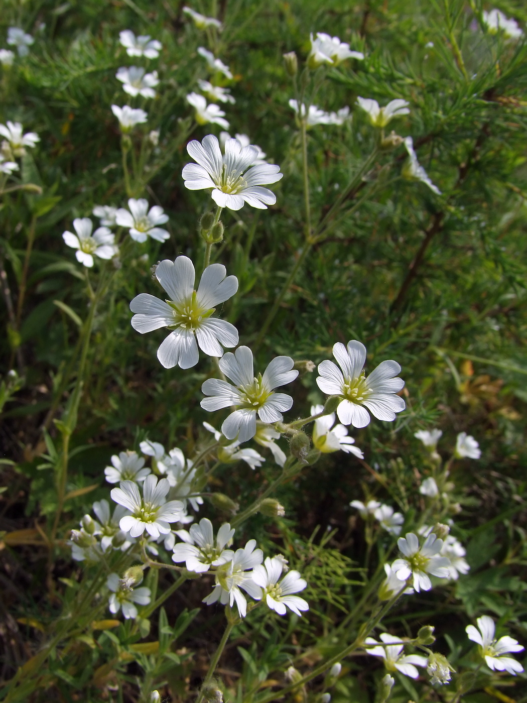 Image of Cerastium arvense specimen.