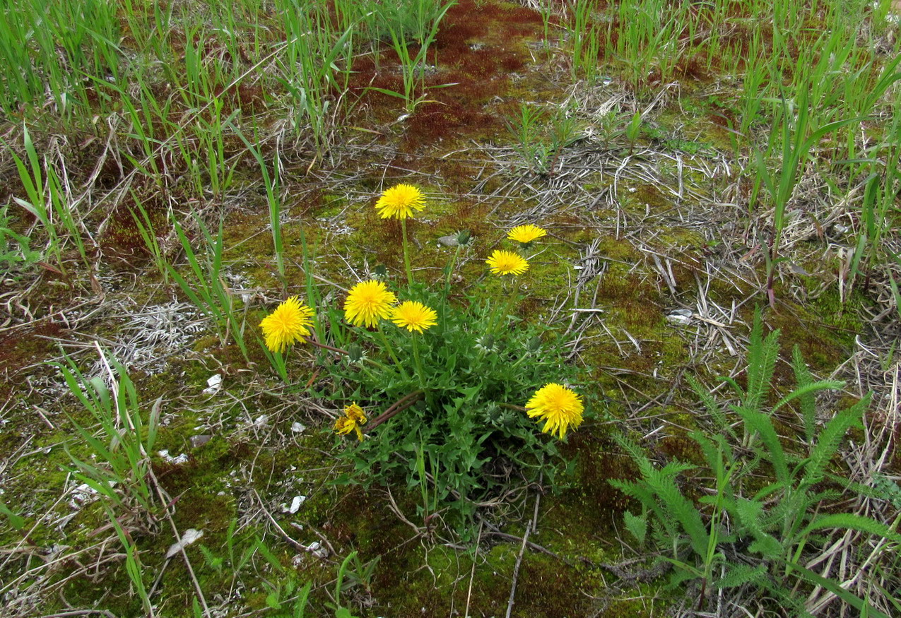 Image of Taraxacum printzii specimen.