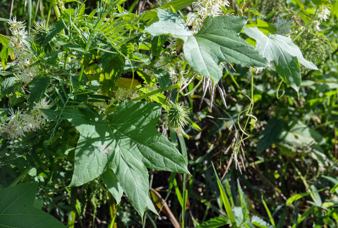 Изображение особи Echinocystis lobata.