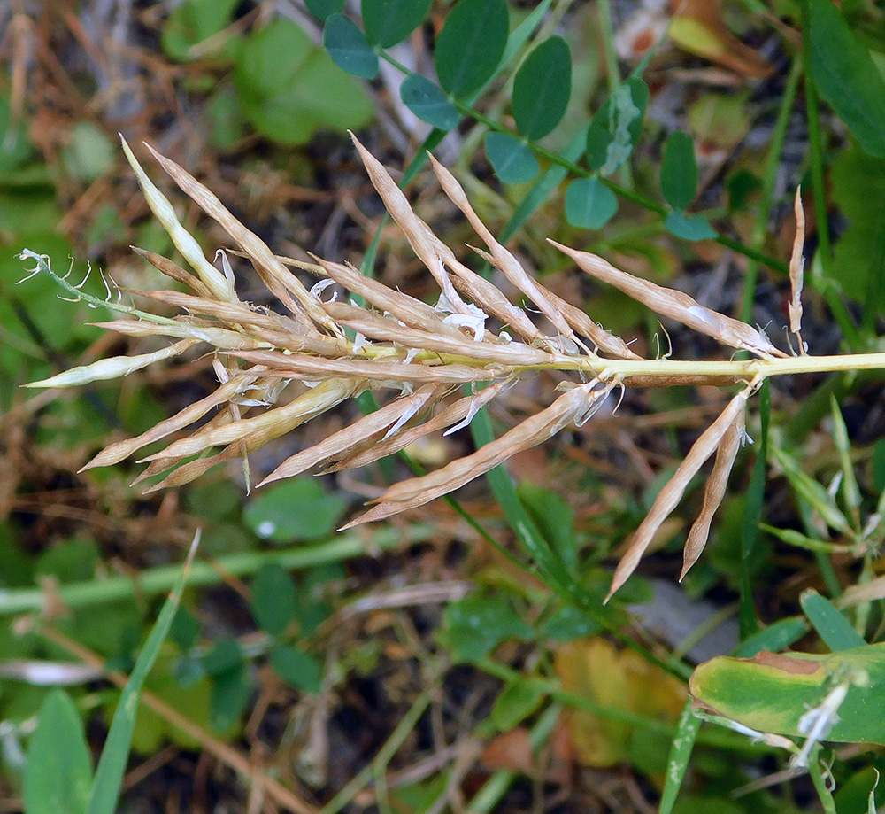 Image of Galega officinalis specimen.