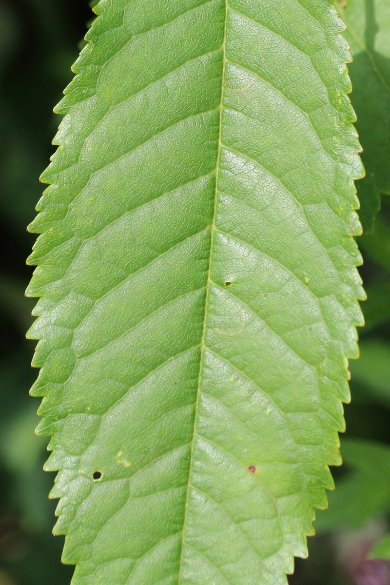 Image of Cerasus avium specimen.