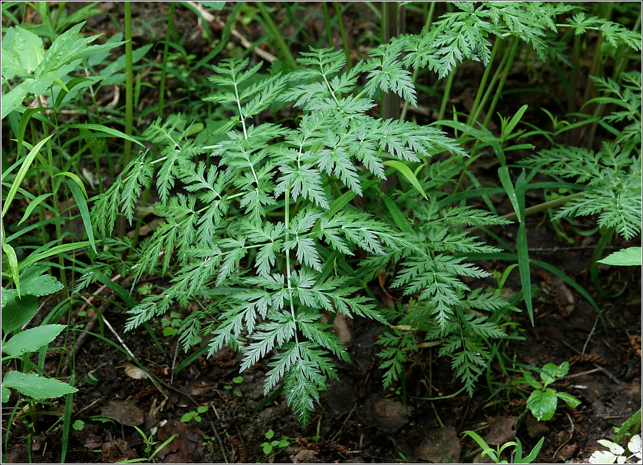 Изображение особи Anthriscus sylvestris.