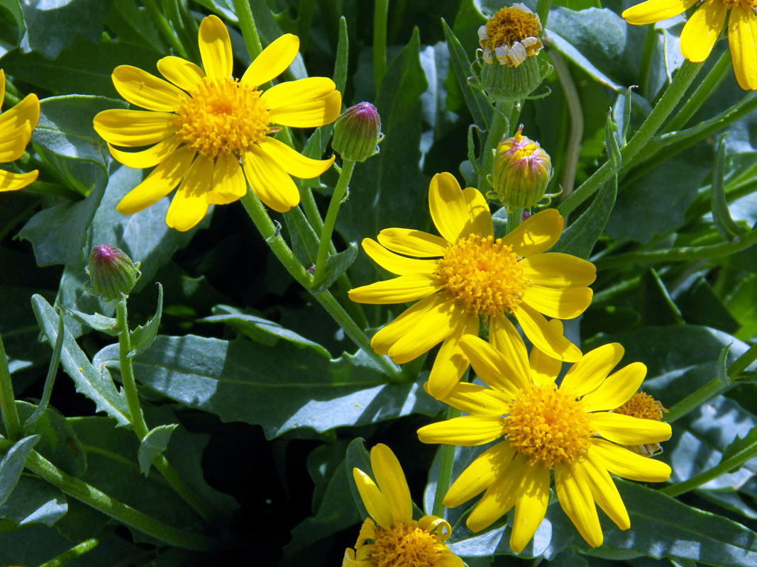 Image of Senecio korshinskyi specimen.