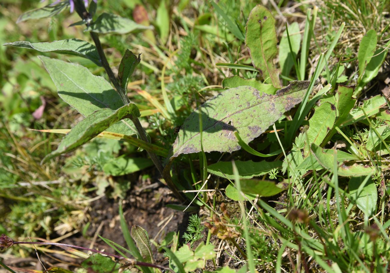 Изображение особи семейство Asteraceae.