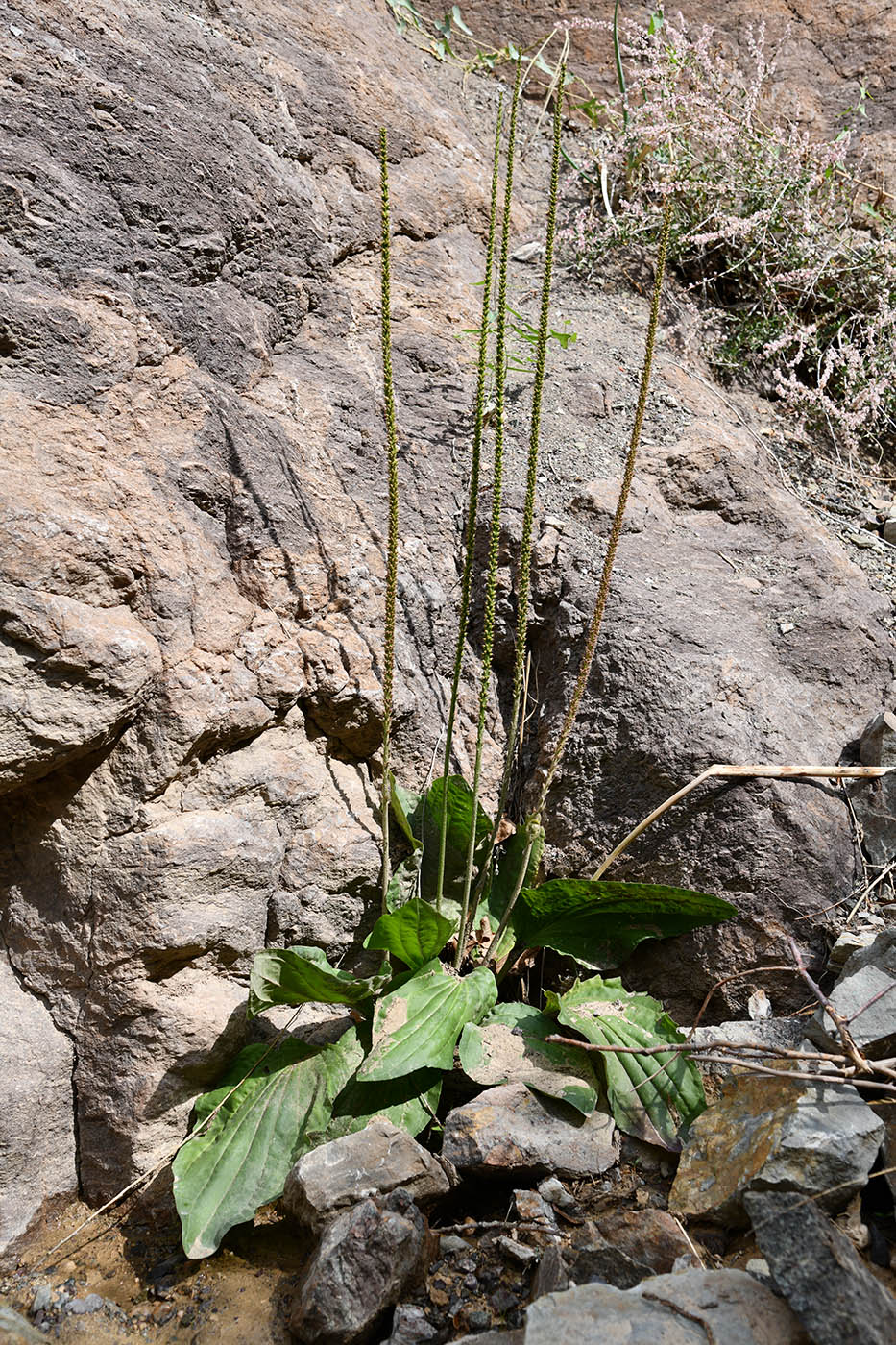 Изображение особи Plantago cornuti.