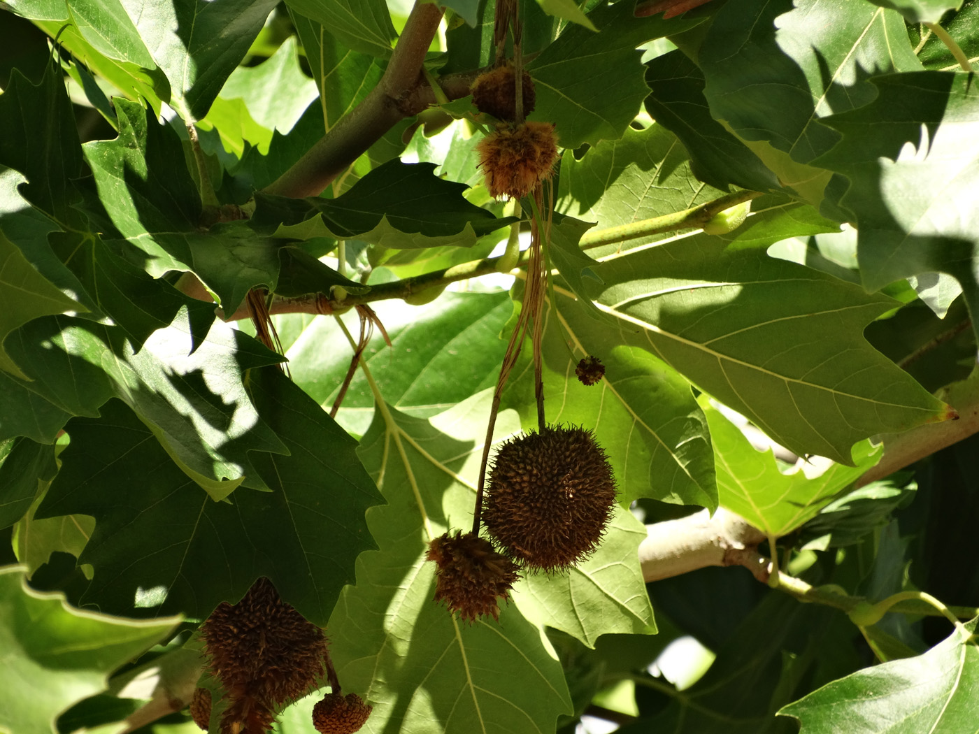 Image of Platanus &times; acerifolia specimen.