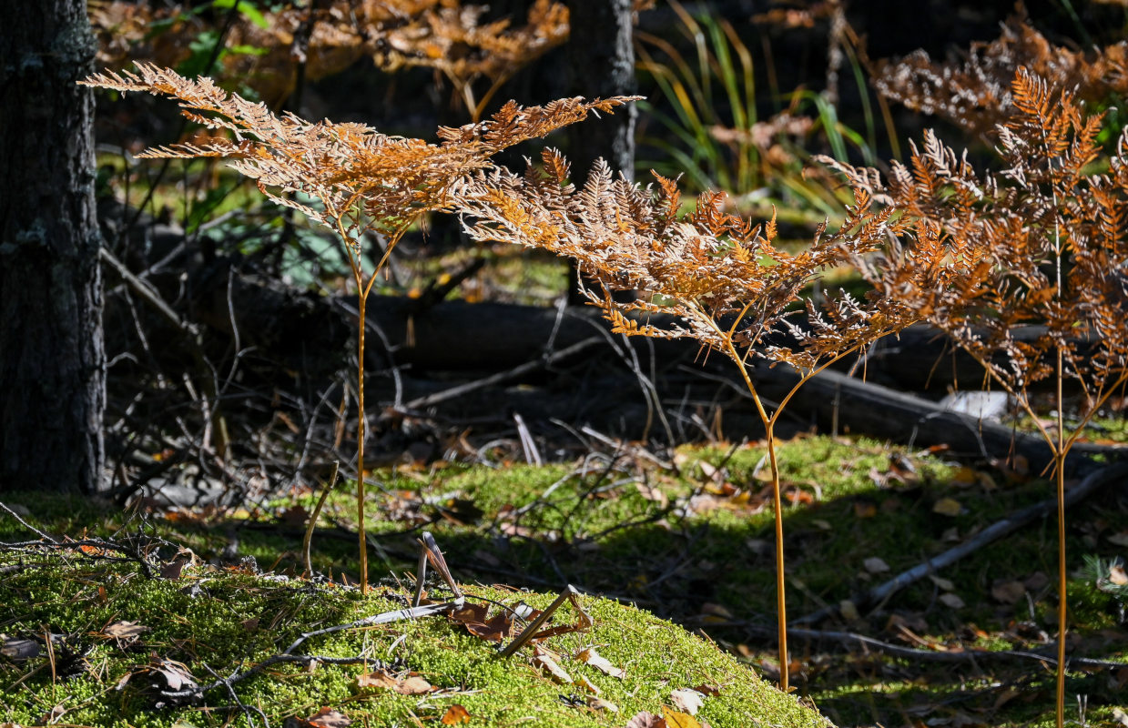 Изображение особи Pteridium pinetorum.