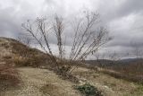 Senecio grandidentatus. Засыхающее отплодоносившее растение. Краснодарский край, м/о г. Новороссийск, гора Лысая, заброшенный мергелевый карьер, щебнистая осыпь. 07.01.2020.