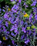 Teucrium orientale