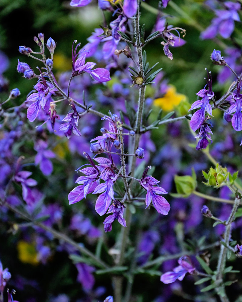 Изображение особи Teucrium orientale.