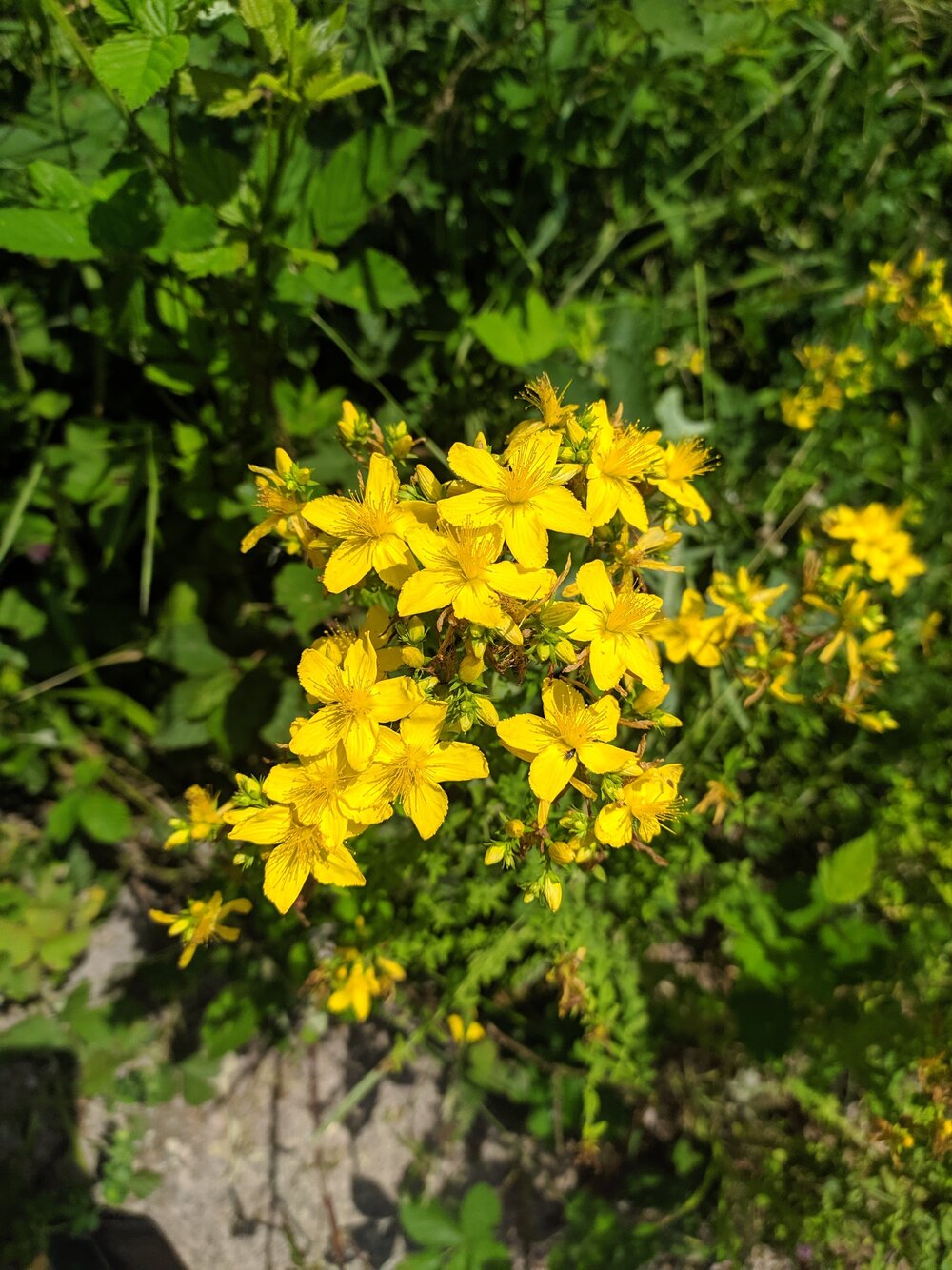 Image of Hypericum perforatum specimen.