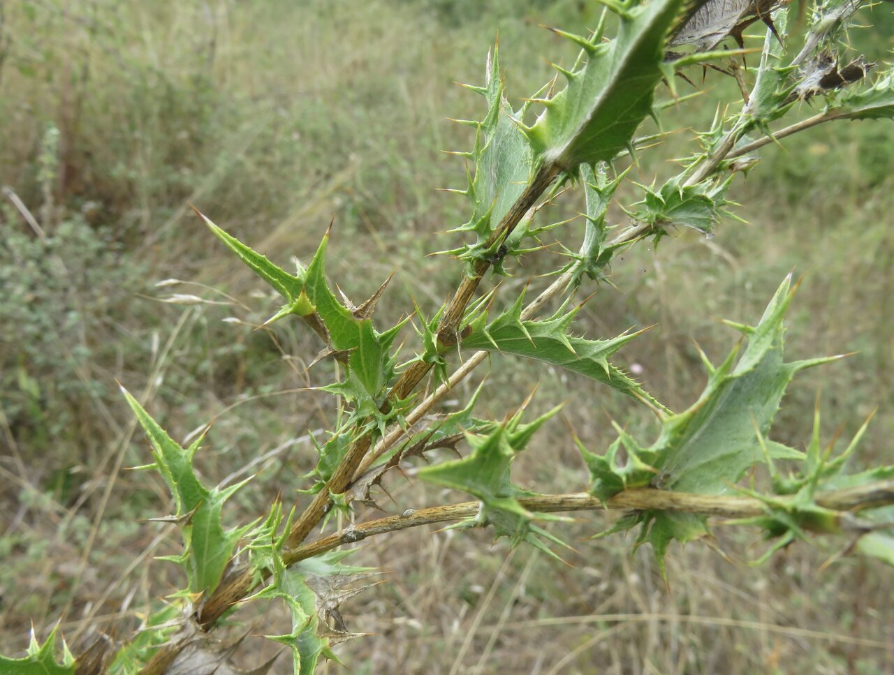 Image of Carlina corymbosa specimen.