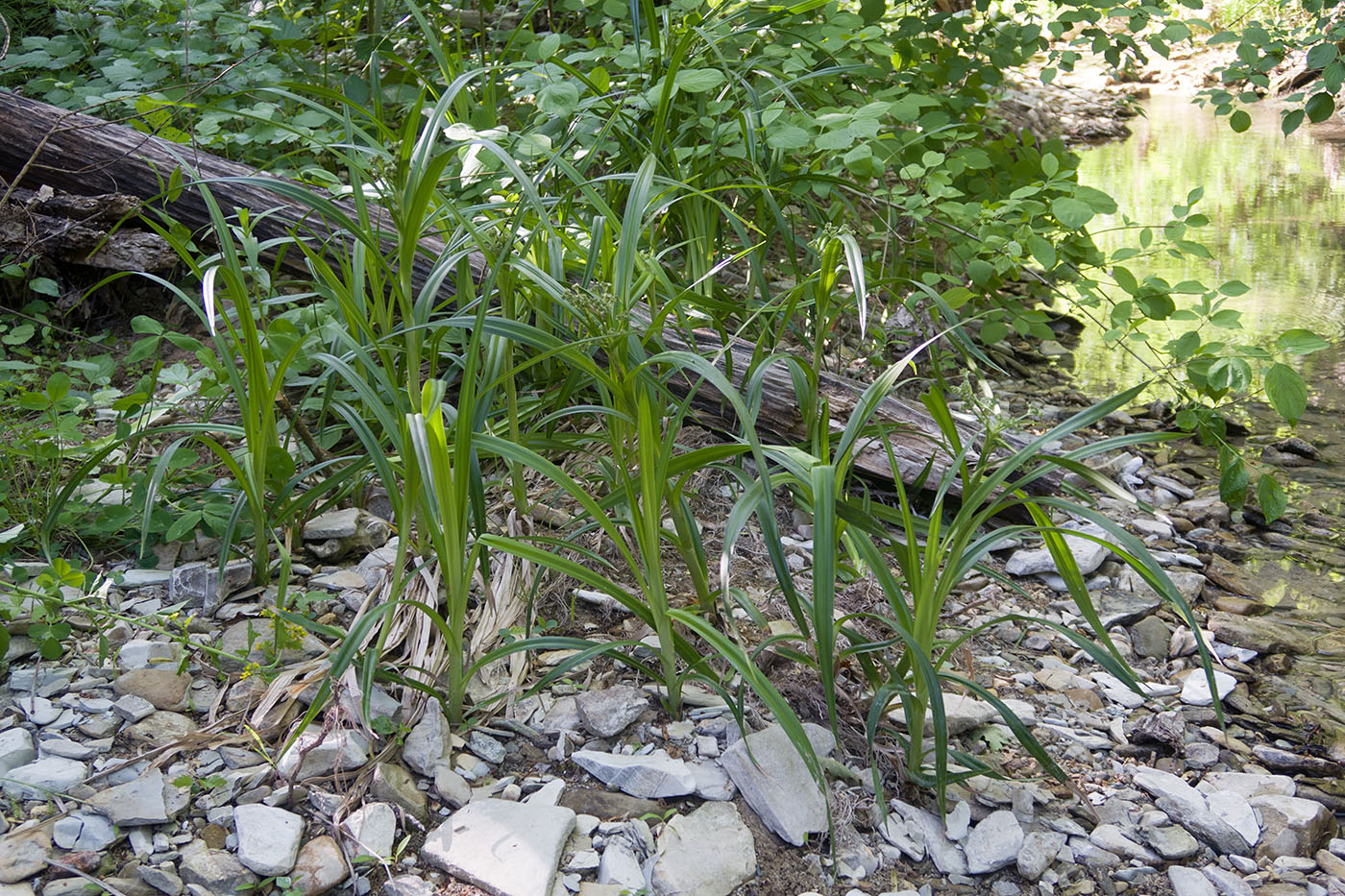 Изображение особи Scirpus sylvaticus.