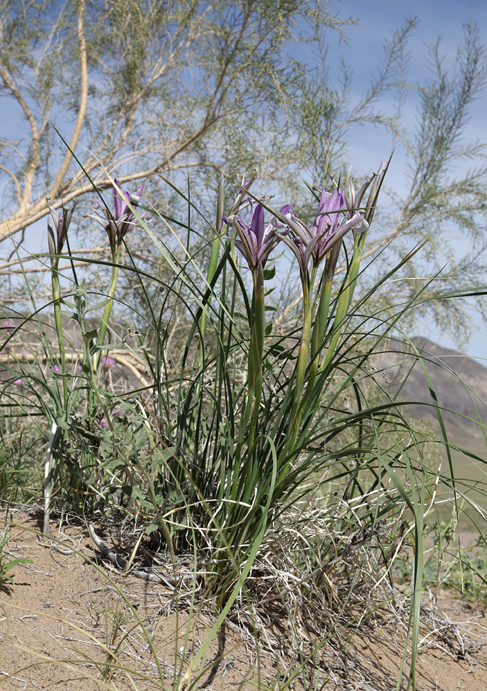 Изображение особи Iris songarica.