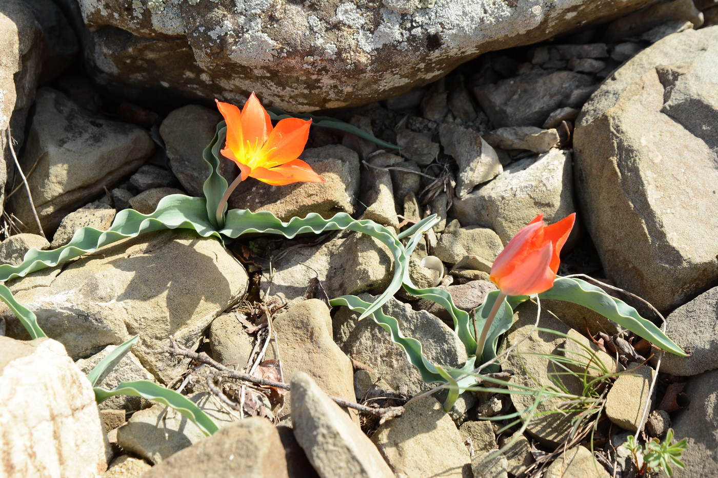 Изображение особи Tulipa ferganica.