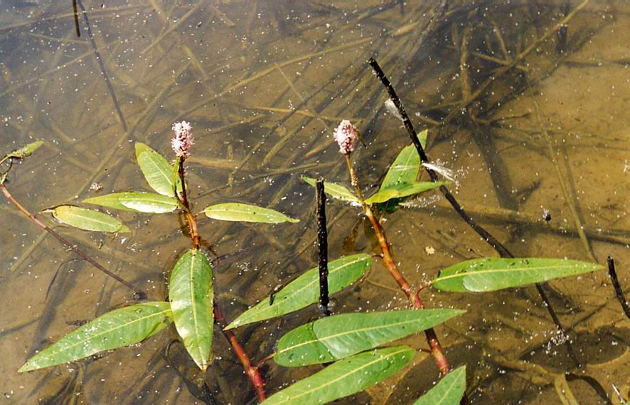 Image of Persicaria amphibia specimen.