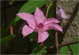 Clematis × jackmanii