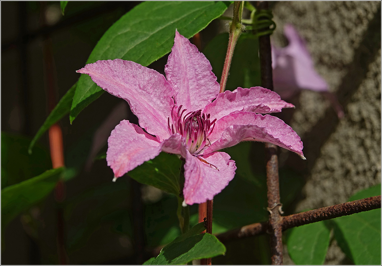 Image of Clematis &times; jackmanii specimen.