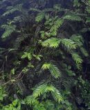 Cephalotaxus harringtonia