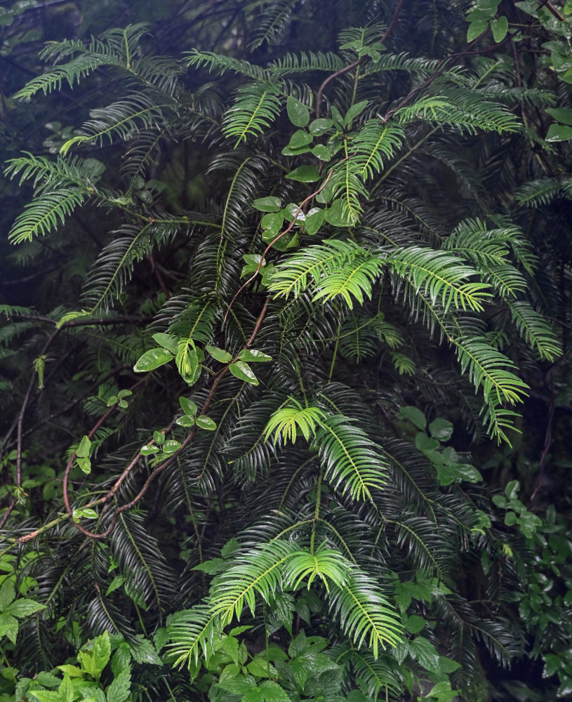 Image of Cephalotaxus harringtonia specimen.