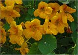 Tropaeolum majus. Цветки и листья. Московская обл., Раменский р-н, окр. дер. Хрипань, садовый участок. 10.07.2024.