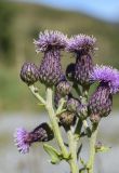 Cirsium arvense. Верхушка веточки с распустившимися и нераспустившимися соцветиями. Испания, автономное сообщество Каталония, провинция Жирона, комарка Рипольес, муниципалитет Мольо, окр. перевала Коль-де-Арес (1513 м н.у.м), склон северной экспозиции, опушка смешанного леса. 15.09.2024.