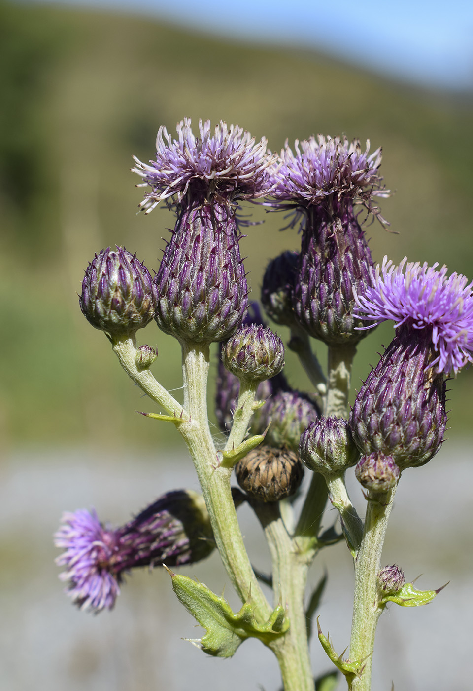 Image of Cirsium arvense specimen.