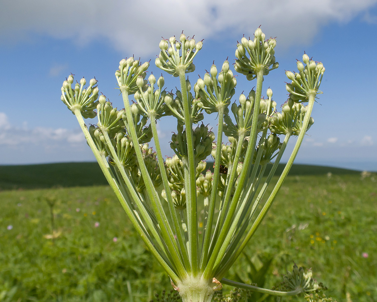 Image of familia Apiaceae specimen.