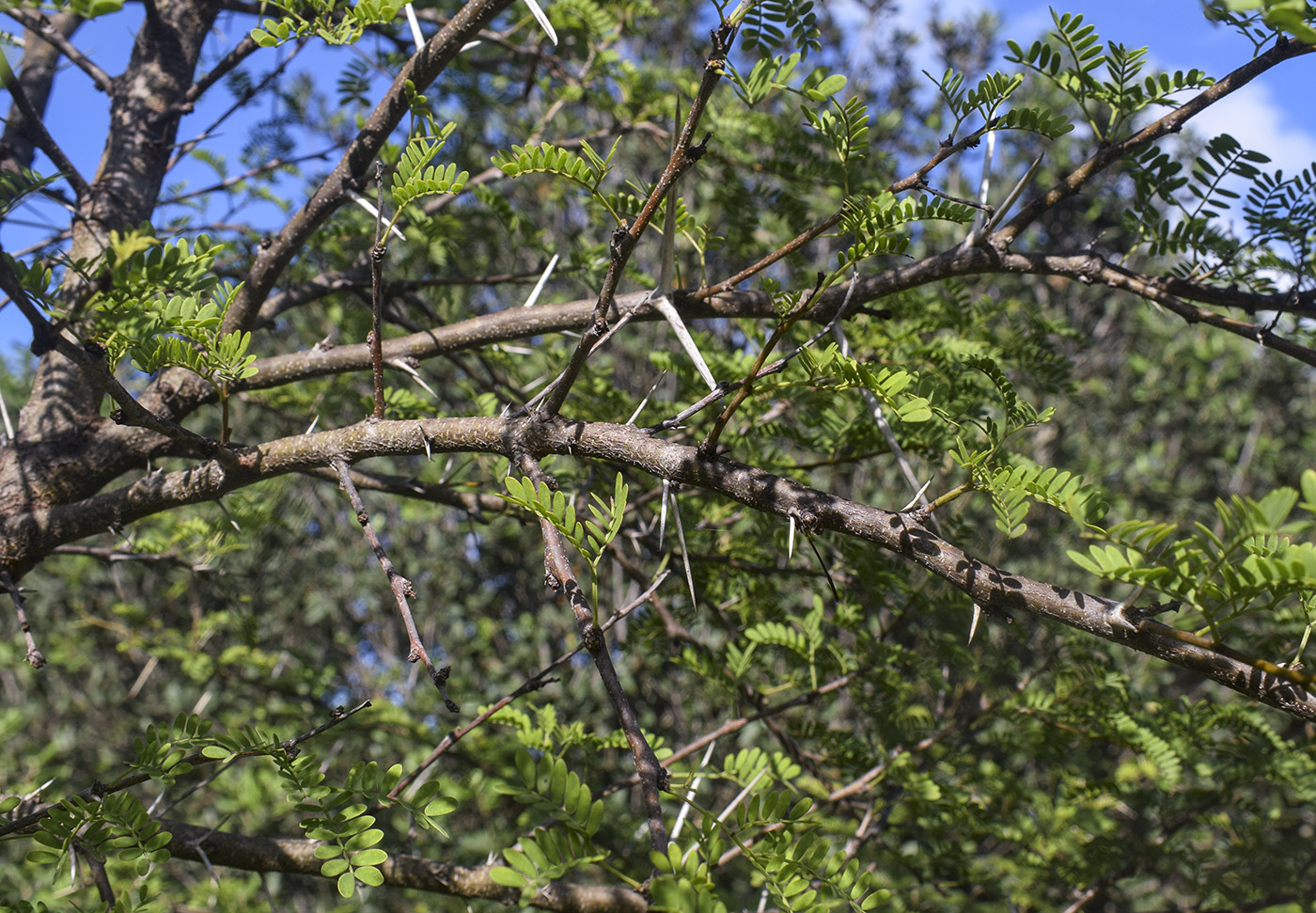 Изображение особи Vachellia karroo.