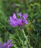 Centaurea willdenowii. Соцветие. Чечня, Шаройский р-н, окр. пер. Цумандинский, южный борт перевала, выс. ок. 2400 м н.у.м., луг. 24 июня 2024 г.