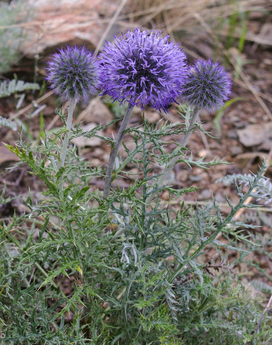 Image of Echinops ruthenicus specimen.