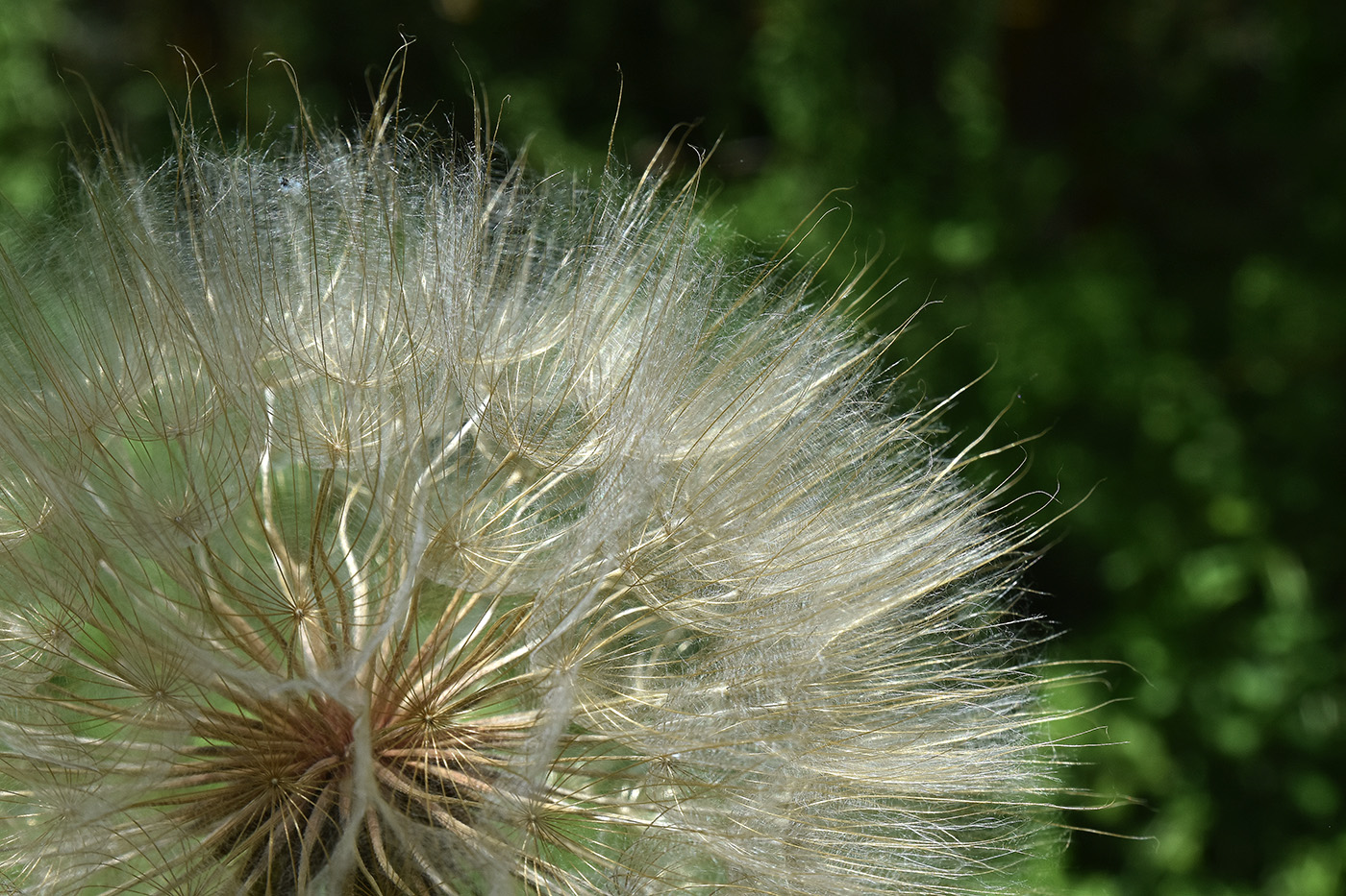 Изображение особи Tragopogon orientalis.