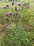 Cirsium polonicum. Цветущее растение. Московская обл., ГО Подольск, мкр-н Климовск, пустырь. 31.07.2024.