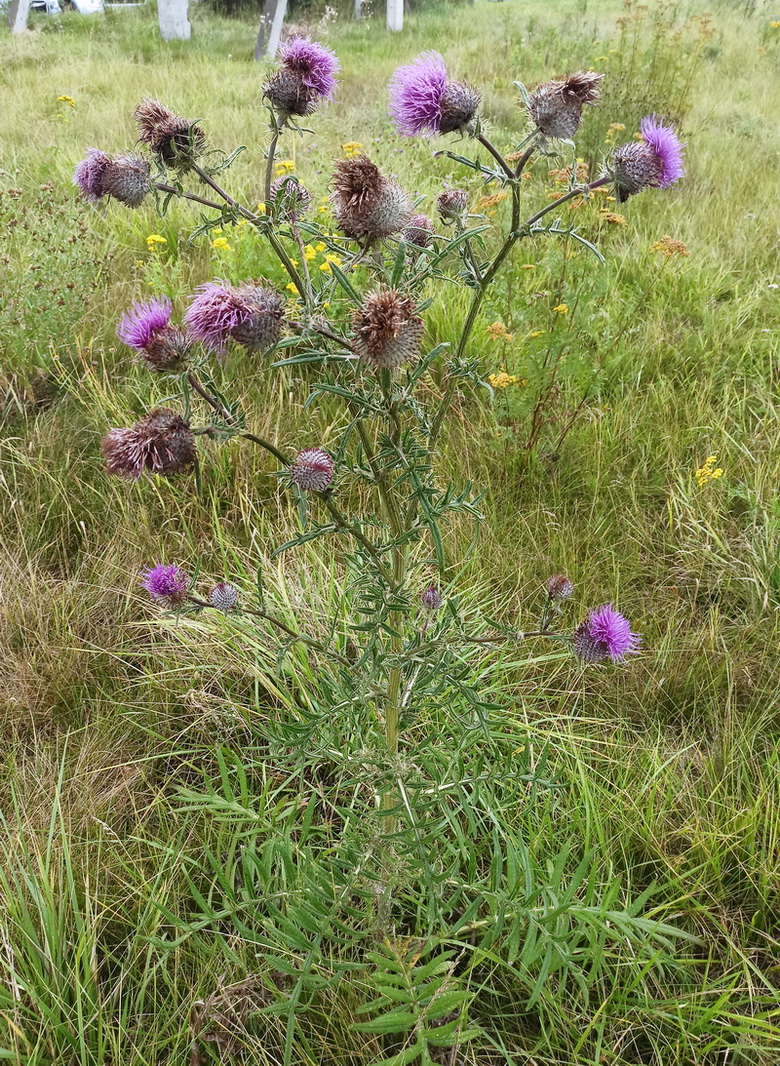 Изображение особи Cirsium polonicum.