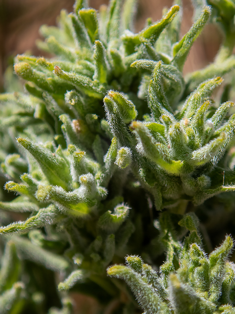 Image of Cardaria draba specimen.