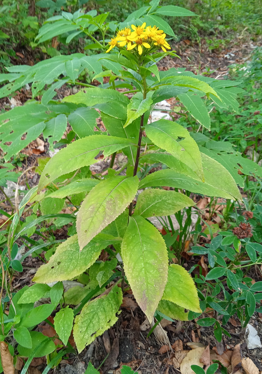 Image of genus Senecio specimen.