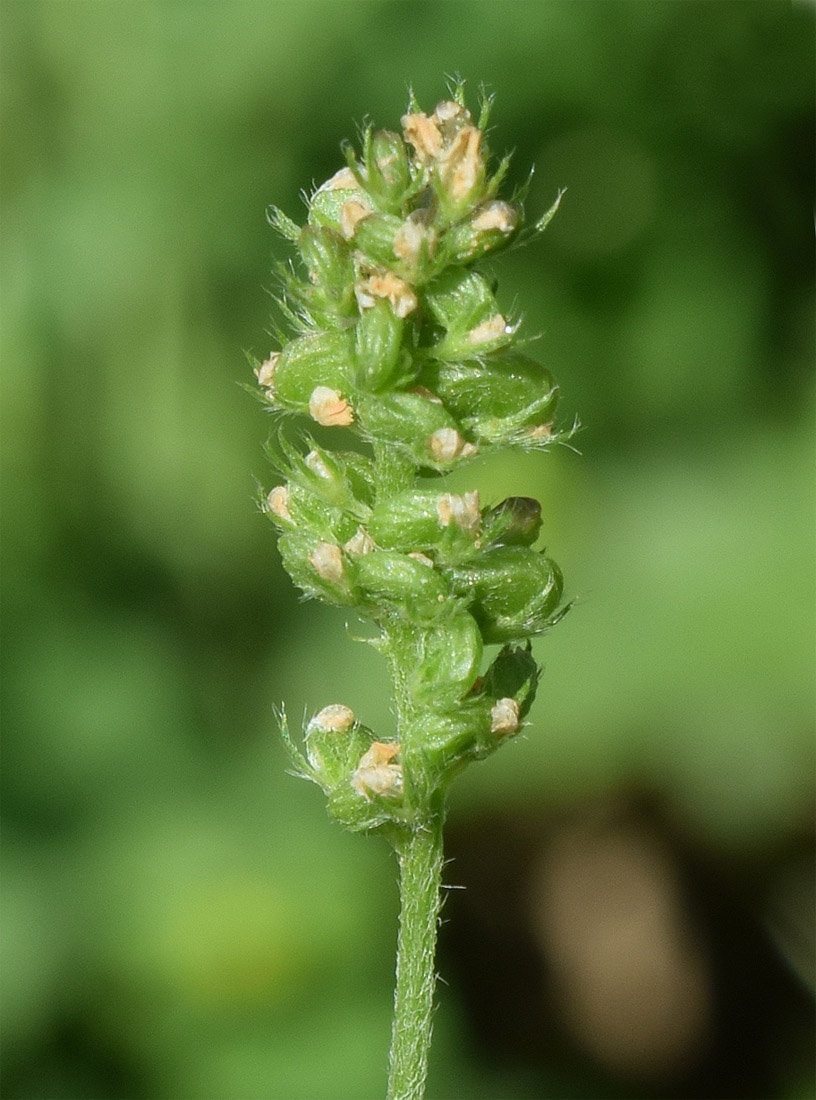 Image of Medicago lupulina specimen.