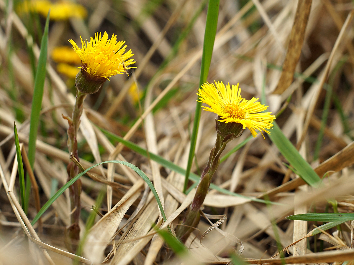 Image of Tussilago farfara specimen.