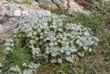 Marrubium vulgare. Вегетирующие растения. Испания, Каталония, пров. Жирона, комарка Альт-Эмпорда, муниципалитет Альбанья, окр. комплекса Santuari de la Mare de Déu del Mont, 1124 м н.у.м., естественная терраса на ю.-з. склоне хр. 09.04.2025.