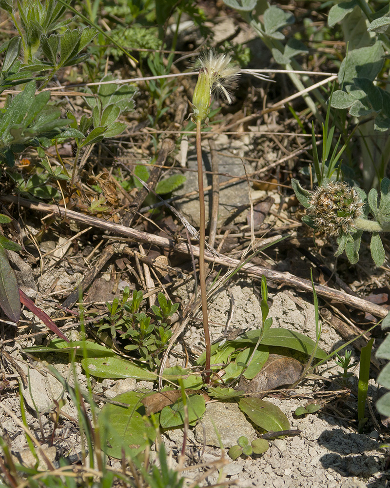 Image of genus Taraxacum specimen.