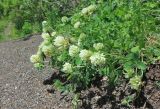 Смотреть изображение Trifolium canescens