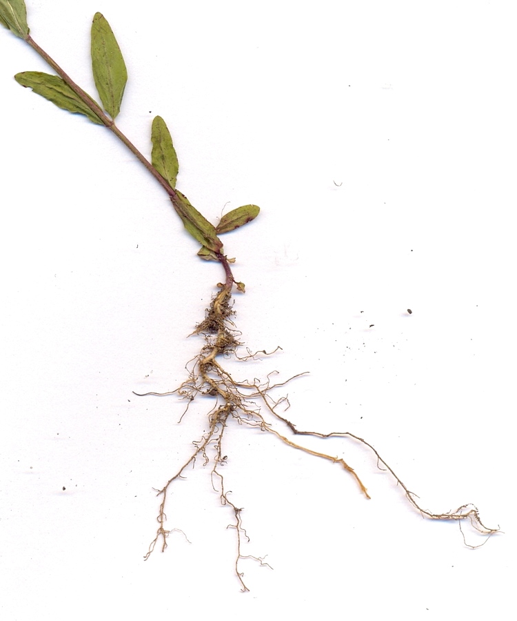 Image of Epilobium fastigiato-ramosum specimen.